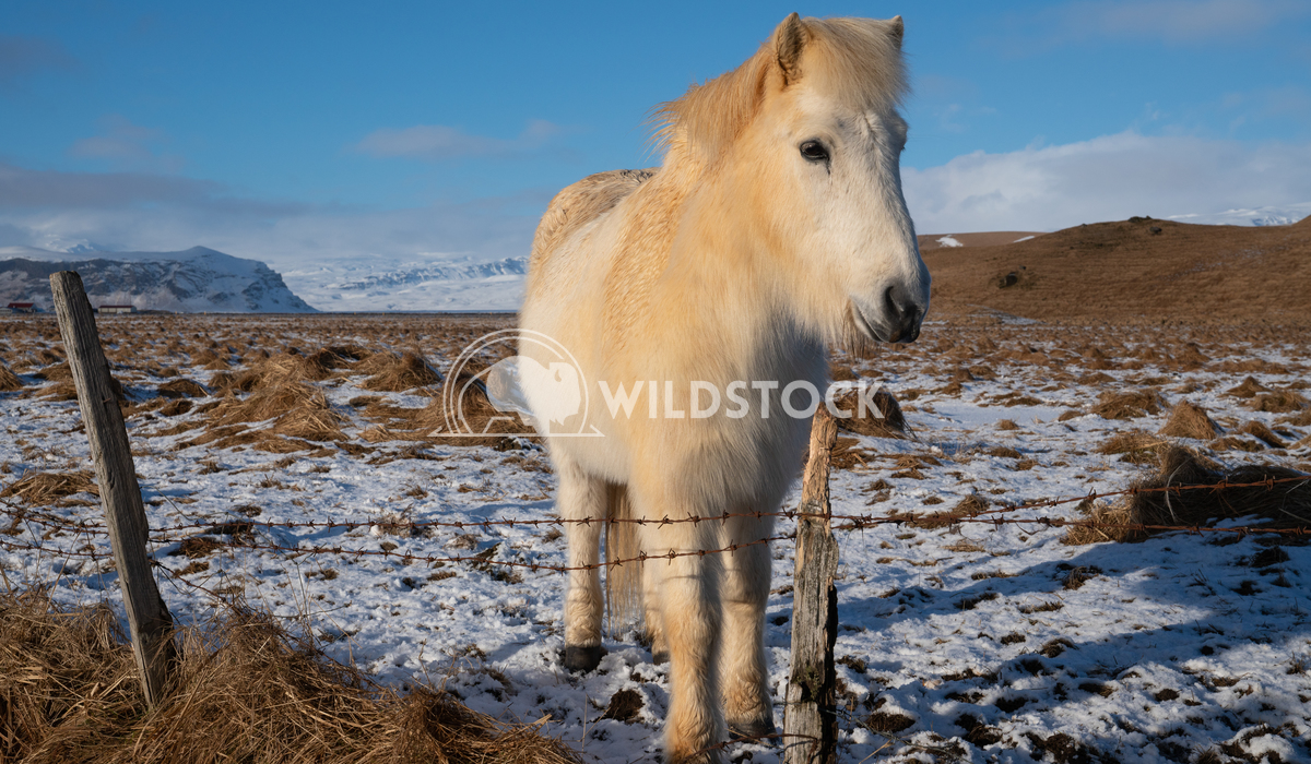 Iceland horse, Equus caballus 1 Alexander Ludwig Iceland horse (Equus caballus), traditional horse from the Icelandic is