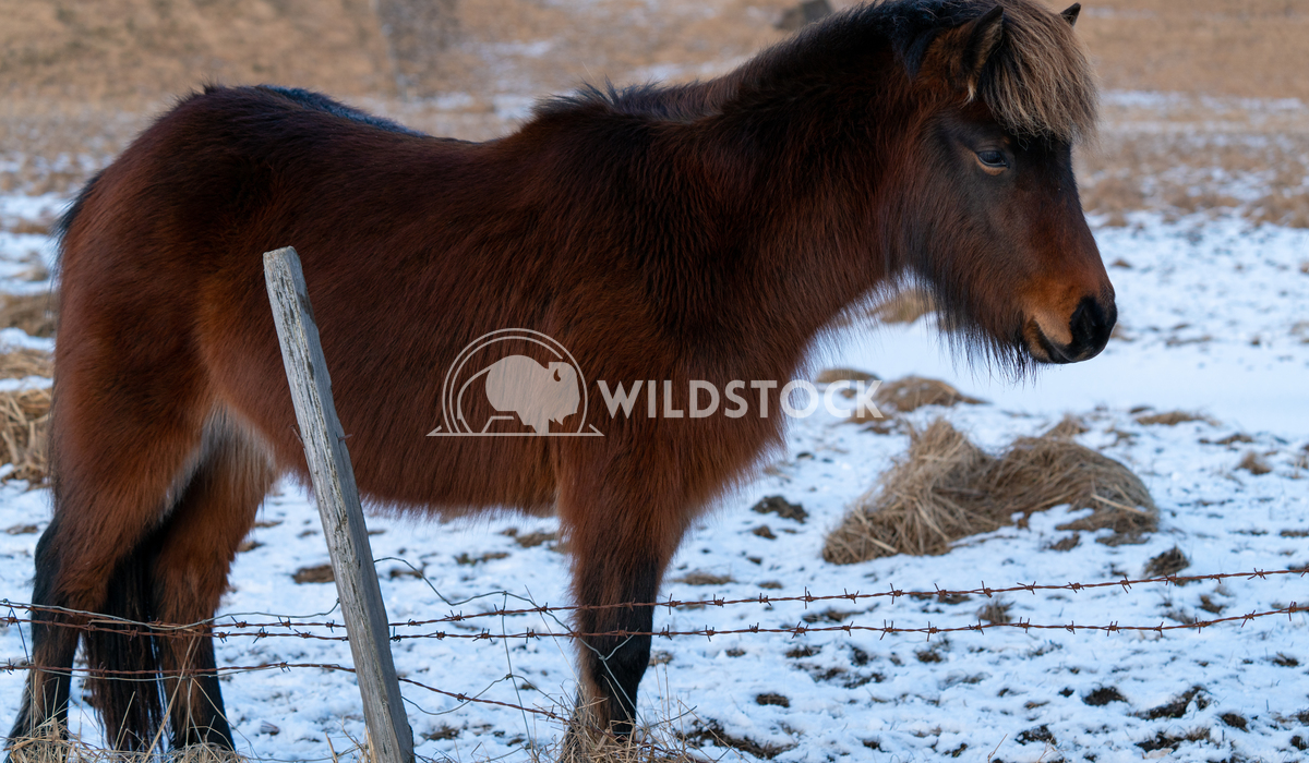 Iceland horse, Equus caballus 3 Alexander Ludwig Iceland horse (Equus caballus), traditional horse from the Icelandic is