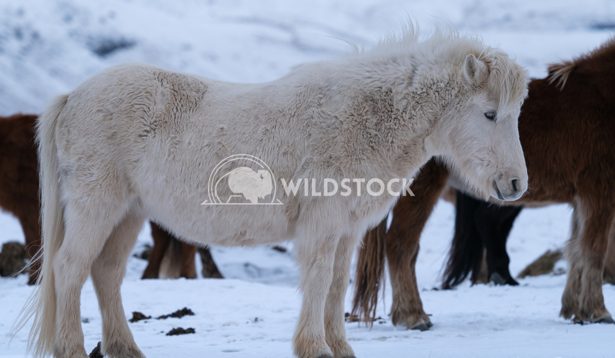 Iceland horse, Equus caballus 10 Alexander Ludwig Iceland horse (Equus caballus), traditional horse from the Icelandic i
