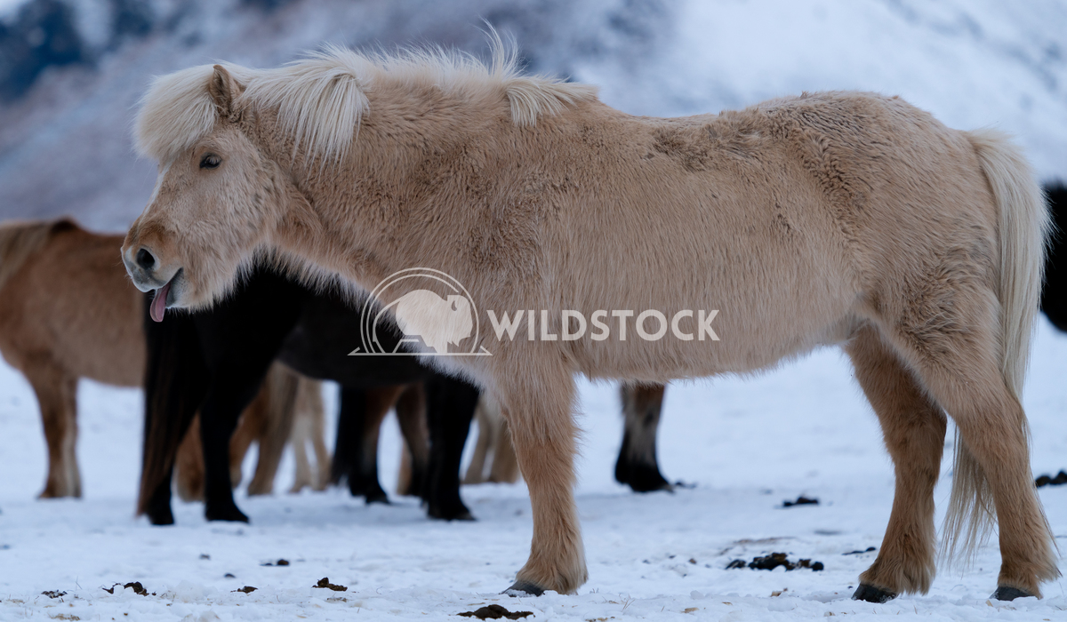 Iceland horse, Equus caballus 7 Alexander Ludwig Iceland horse (Equus caballus), traditional horse from the Icelandic is