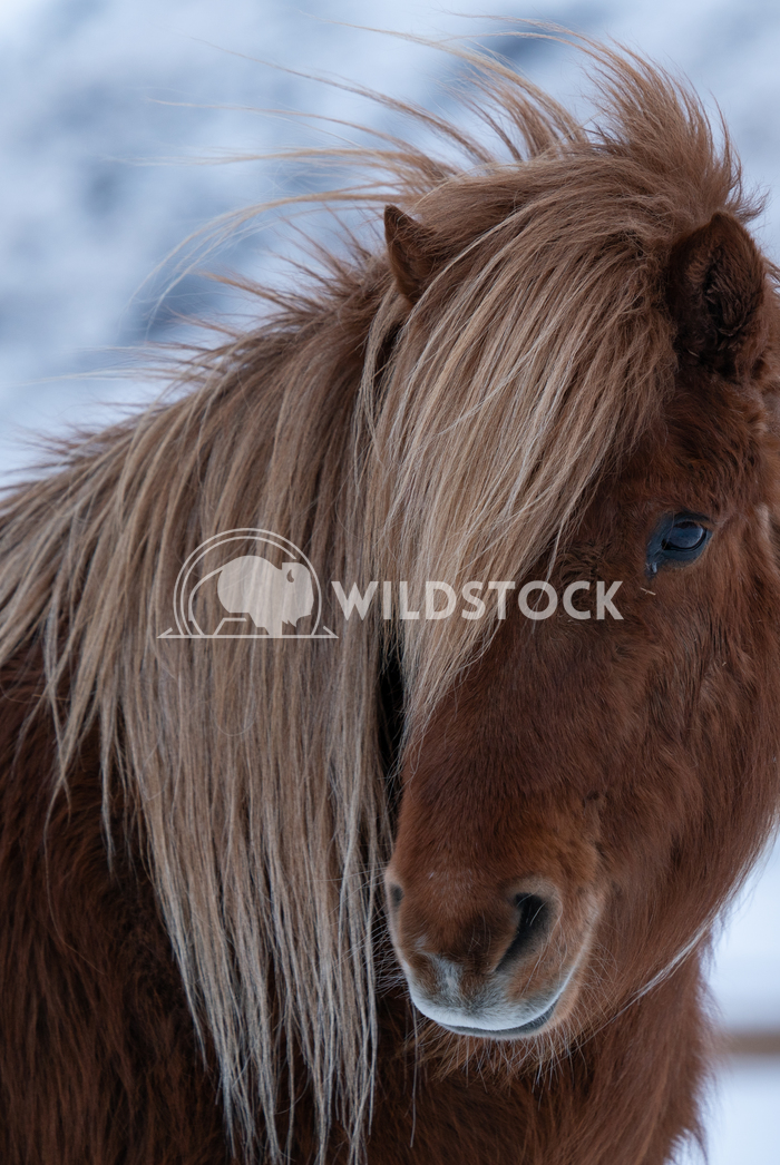 Iceland horse, Equus caballus 12 Alexander Ludwig Iceland horse (Equus caballus), traditional horse from the Icelandic i