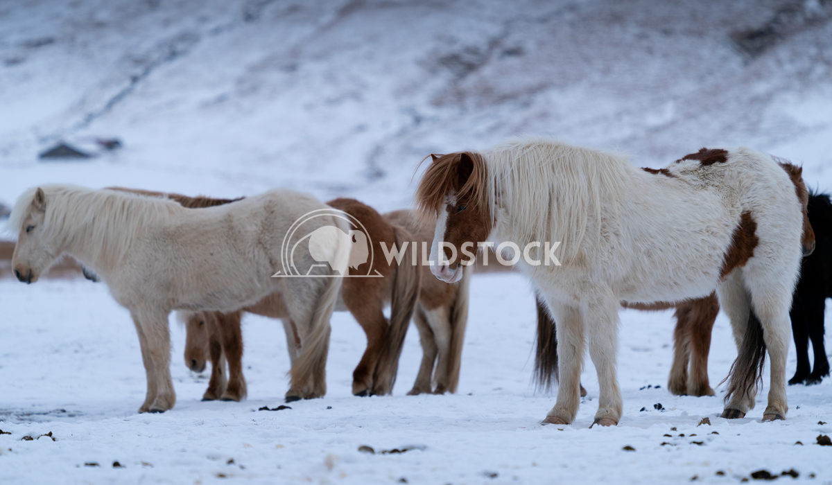 Iceland horse, Equus caballus 4 Alexander Ludwig Iceland horse (Equus caballus), traditional horse from the Icelandic is
