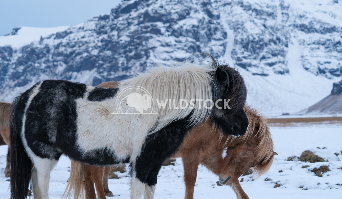 Iceland horse, Equus caballus 9 Alexander Ludwig Iceland horse (Equus caballus), traditional horse from the Icelandic is