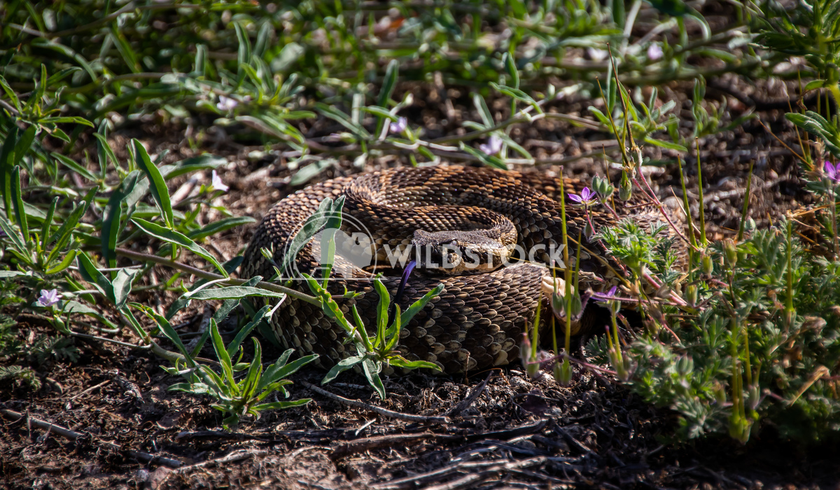 Western Rattlesnake (Crotalus oreganus) Damon Yeh 