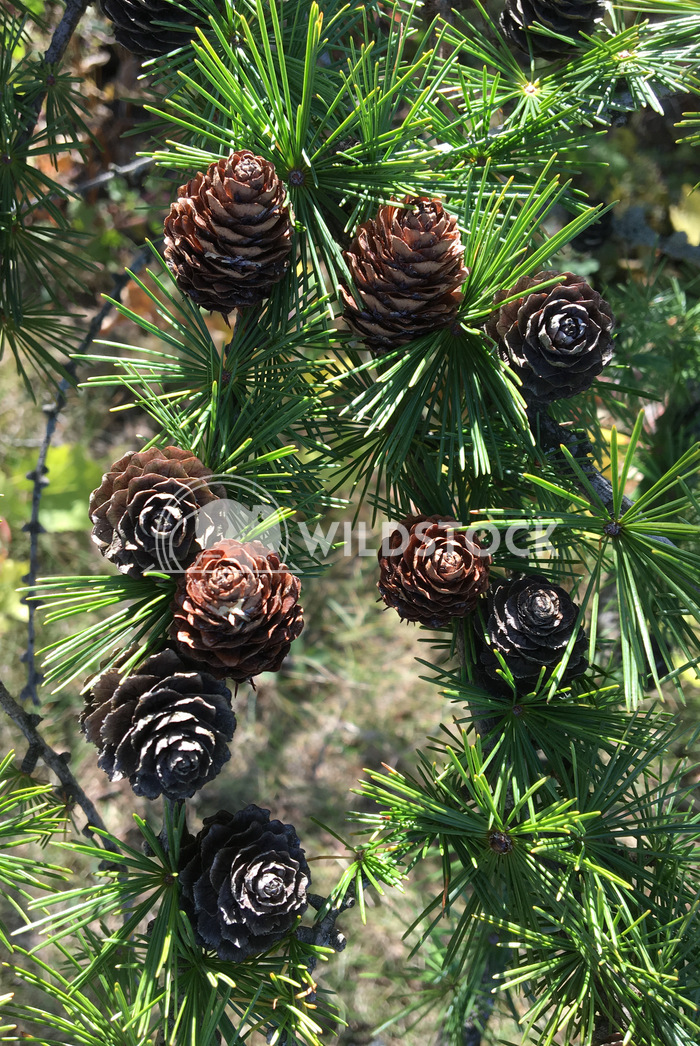 Close up pine cone on branch Lynda Campeau 