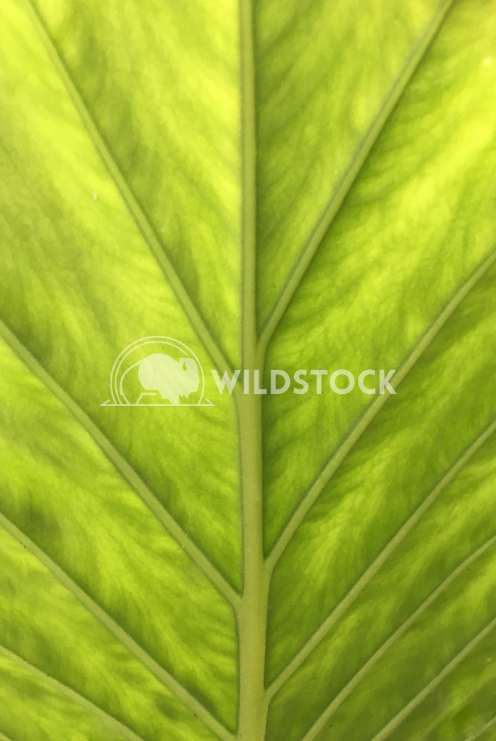 Close up Alocasia leaves views, stem Lynda Campeau 