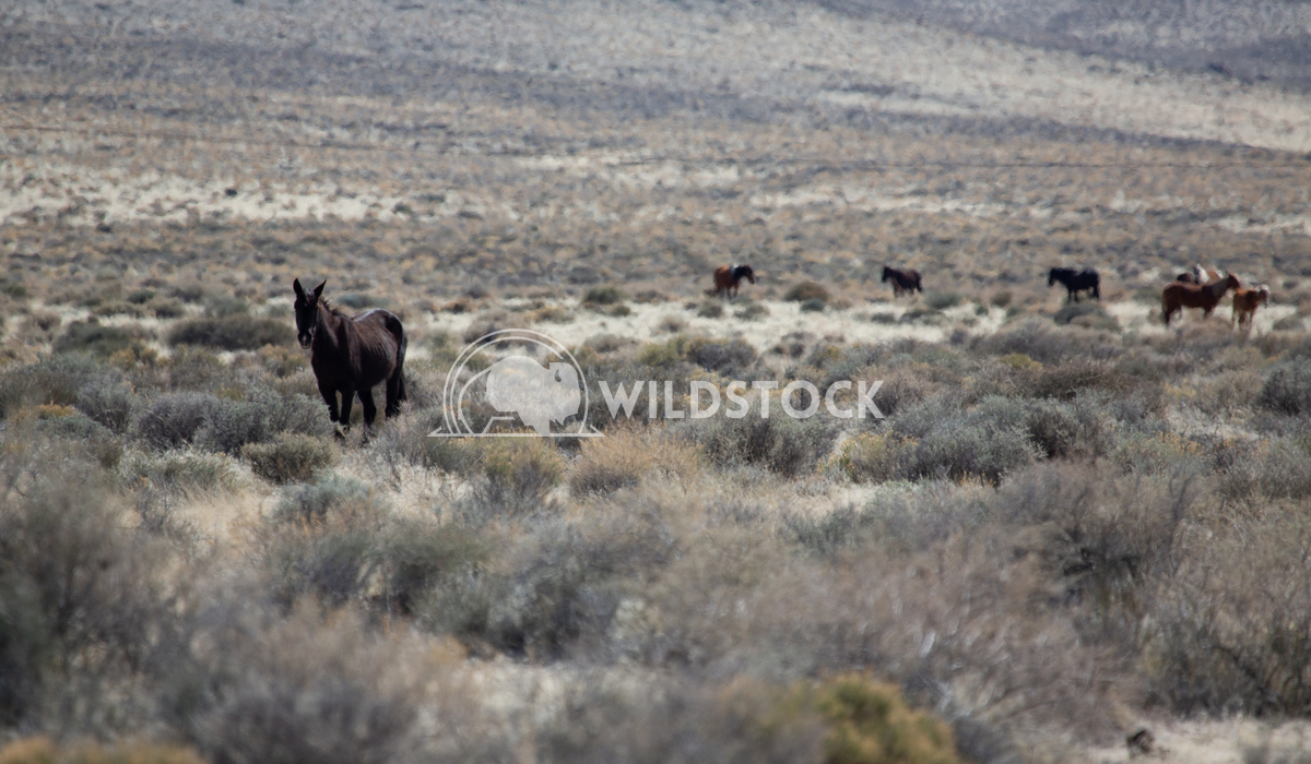 Wild Horses In The Heat Henry McCluster 