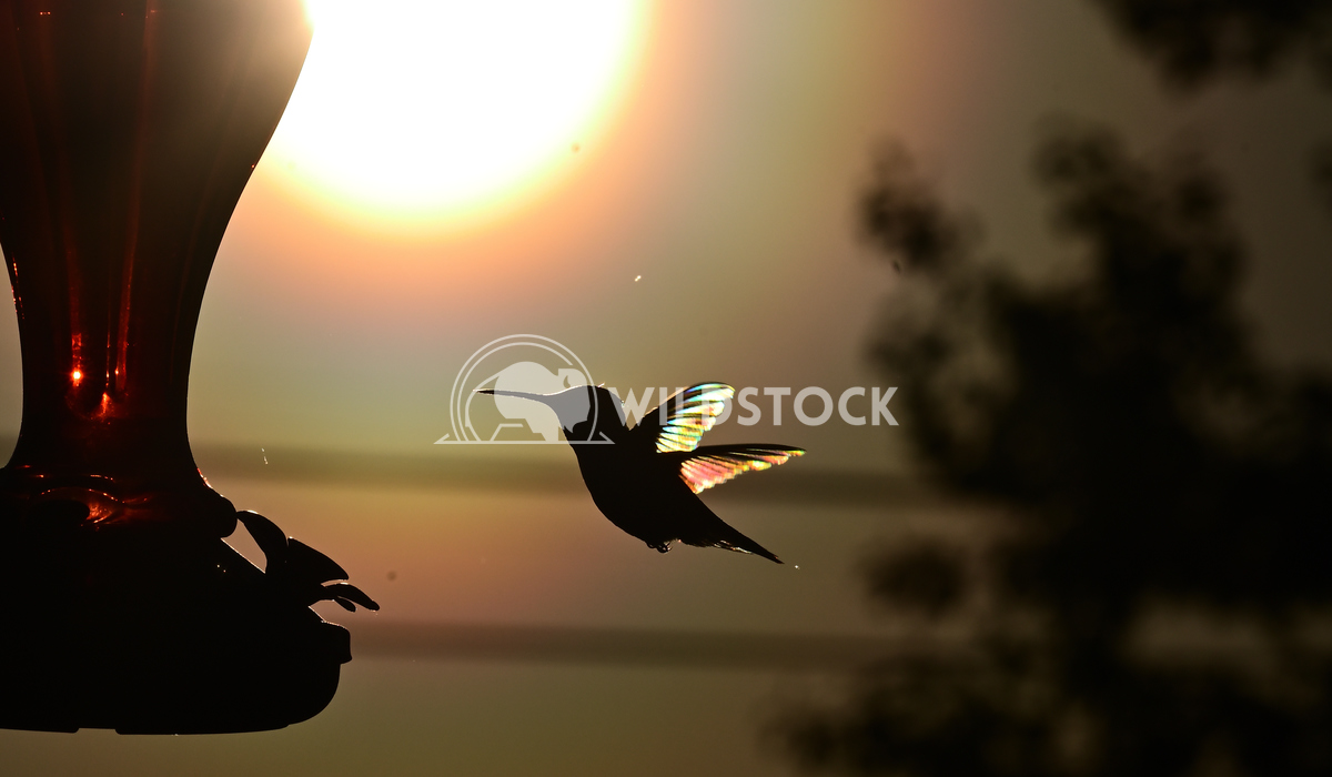 On Prism wings Gordon Lindgren