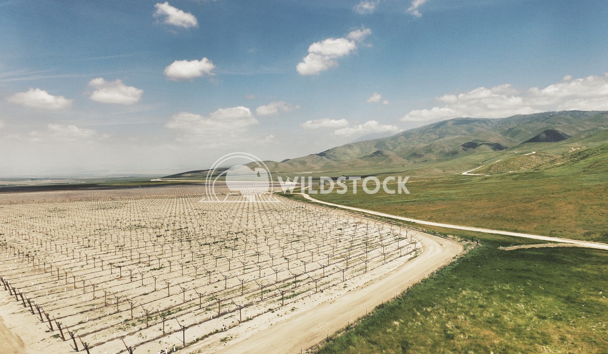 Mettler Spring Carolyne Vowell Spring in the San Joaquin Valley with a drones eye view over a newly planted vineyard.