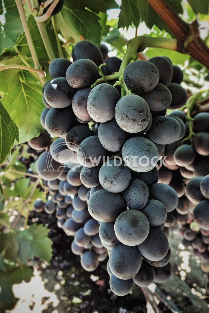 Black Grapes Carolyne Vowell Black grapes ready for harvest.