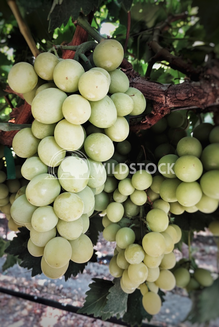 White Grapes Carolyne Vowell Green grapes, rather known as white rapes, ripe and ready for harvest.