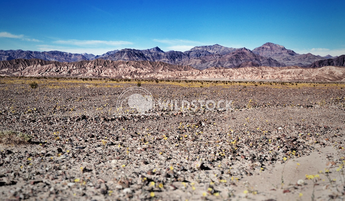 Desert Bloom Carolyne Vowell Death Valley during a super bloom spring.