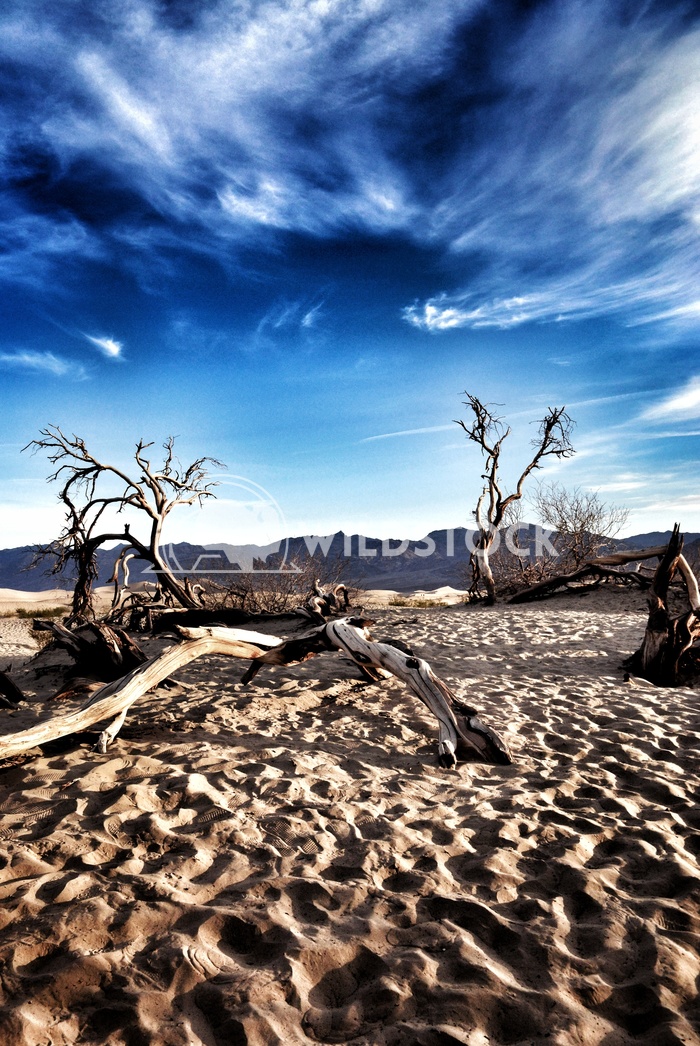 Desert Landscape Carolyne Vowell Death Valley during the spring.