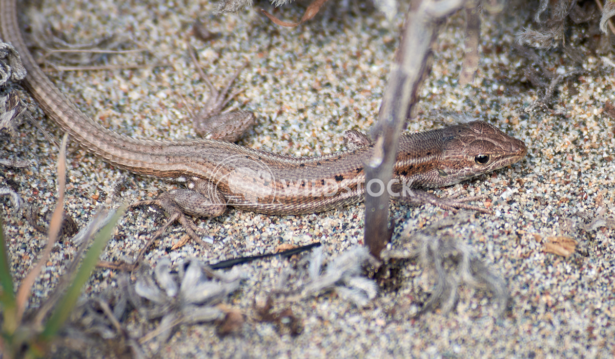 Little lizard on sand Erik Gonzalez Guerrero 
