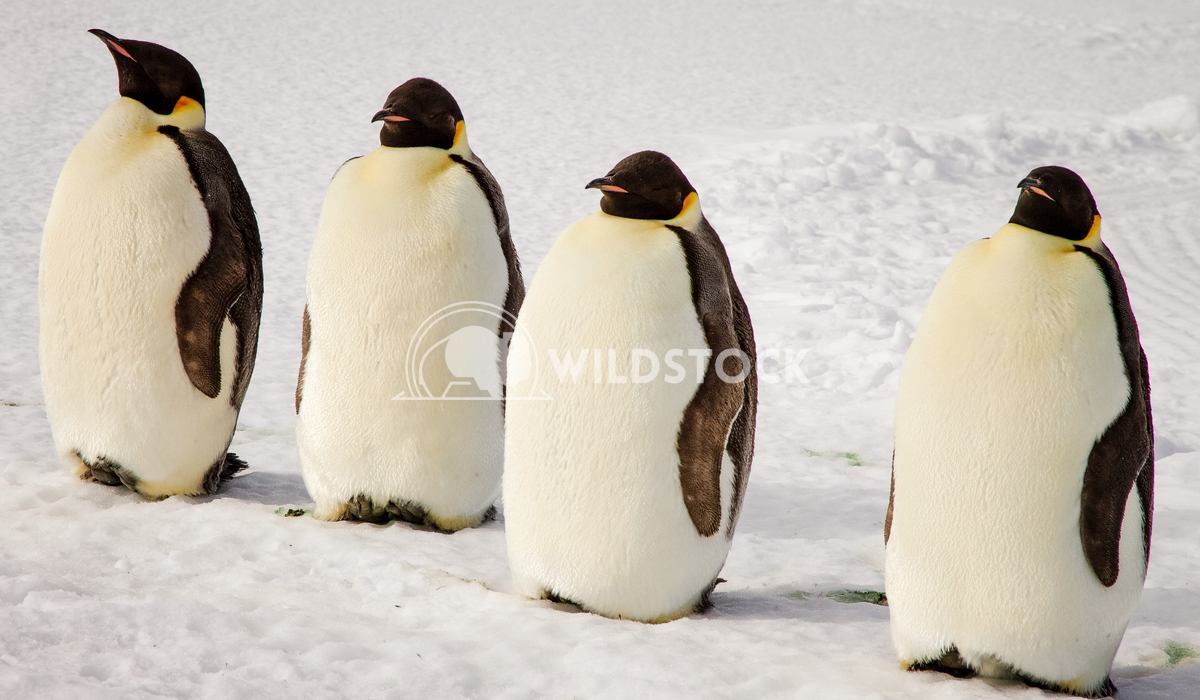 4 Emperor Penguins Laura Gerwin 