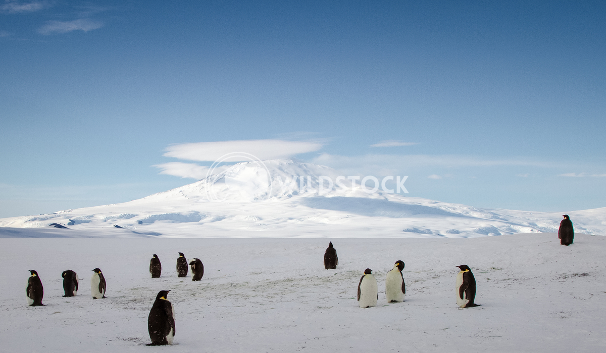 Emperors + Erebus Laura Gerwin A party of Emperor Penguins hangs out in front of Mt. Erebus, the southernmost active vol