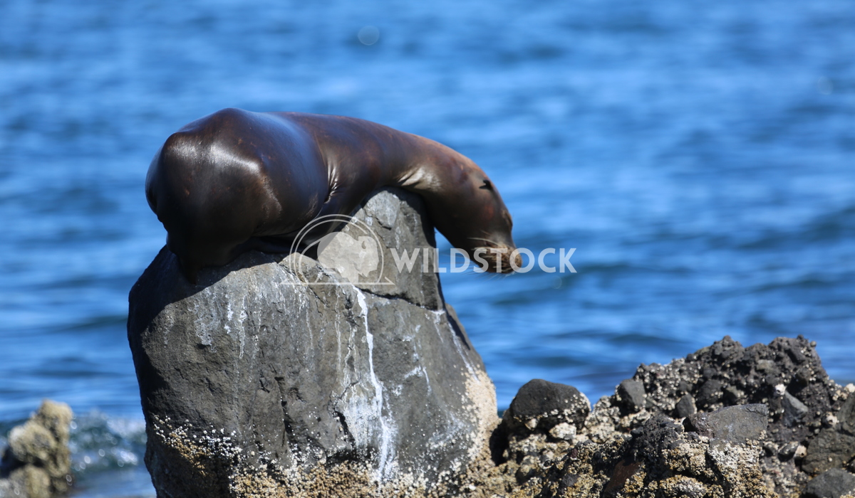 This is my Rock Don Miguel Amazing Perch for this Sea Lion!
