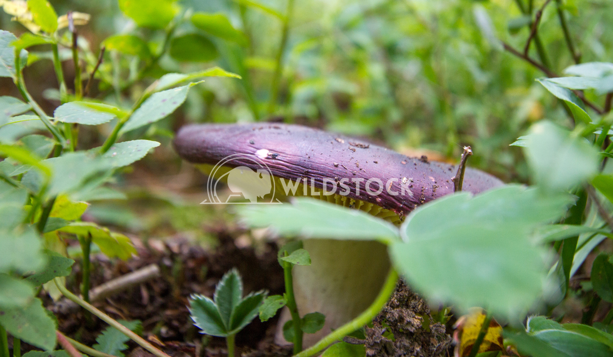Purple mushroom Laura Gerwin 