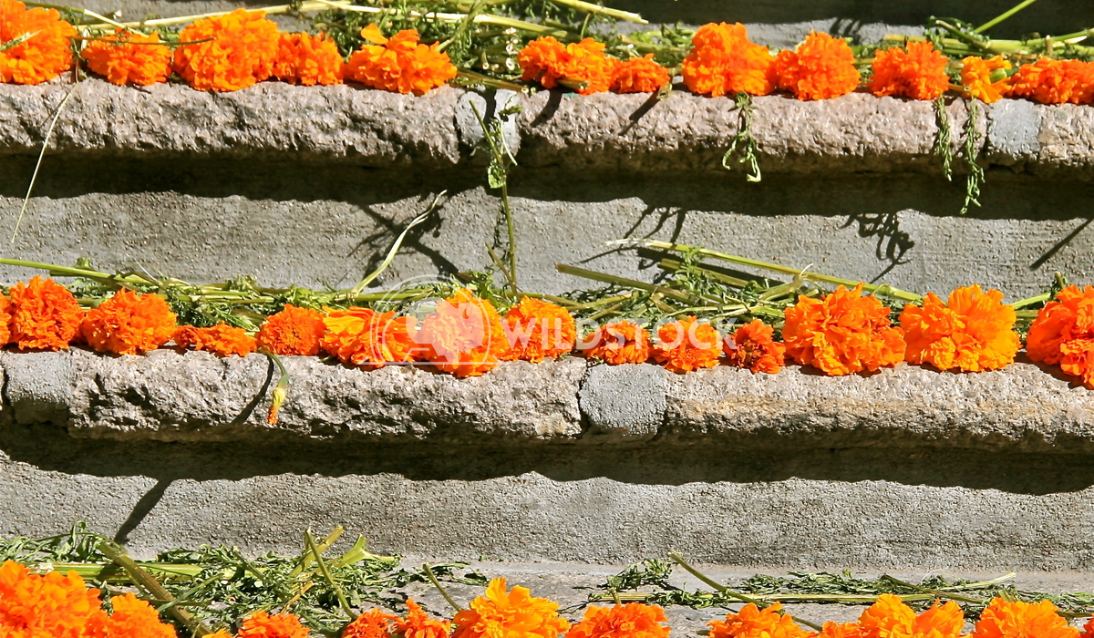 Stairway to flowers Laura Gerwin 