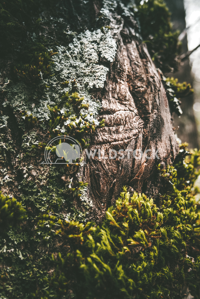 Moss Bark Carolyne Vowell 