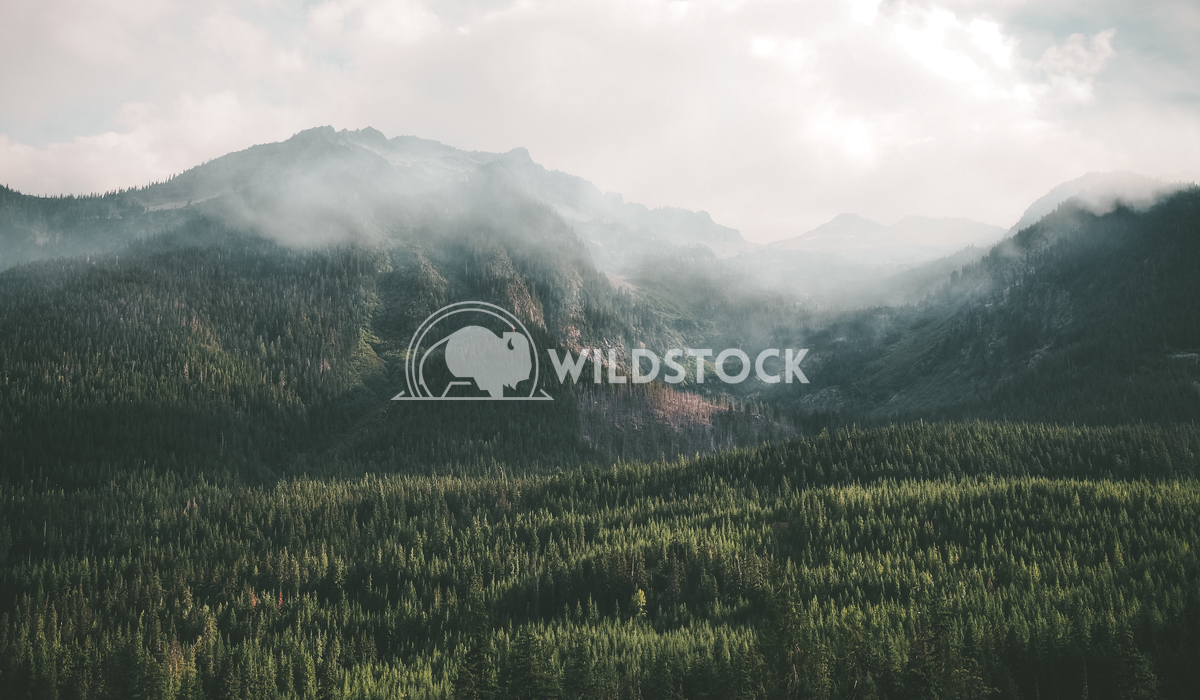 Overcast Forest Carolyne Vowell Forest covered ridgeline in the clouds.