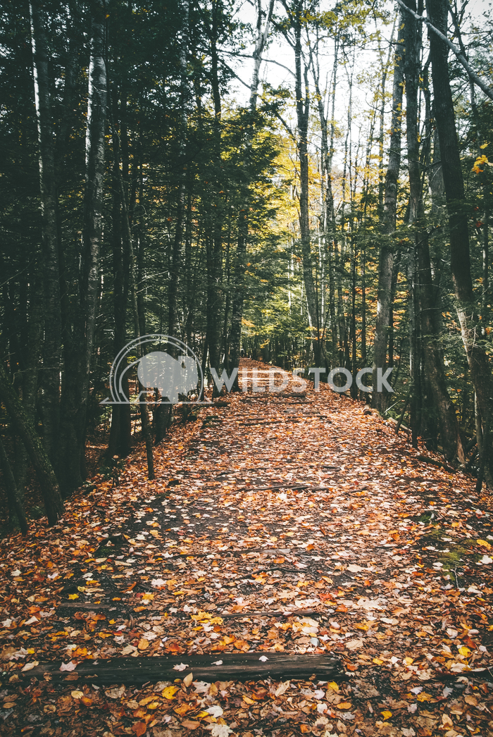 The Yellow Leaf Road Carolyne Vowell The falling autumn leaves created a beautiful yellow, orange, and red trail to mean