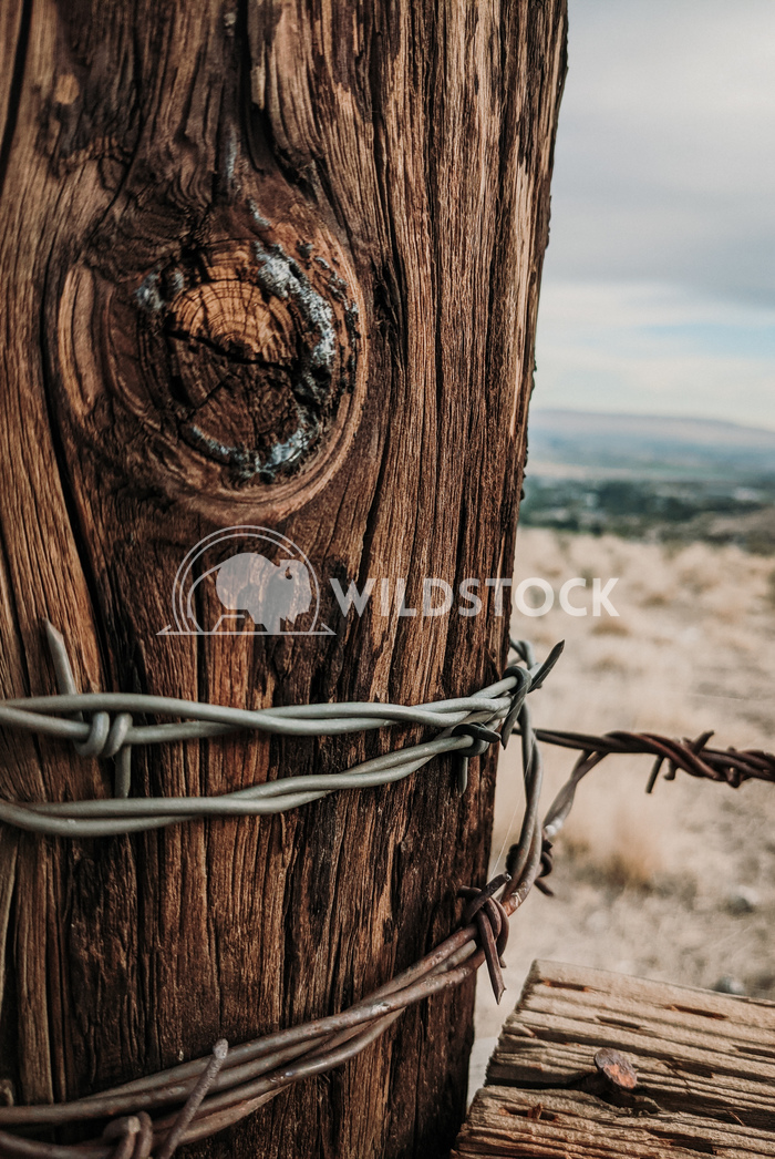 Barbed Fence Post Carolyne Vowell Close up view of barbed wire wrapped around a wooden fence post.