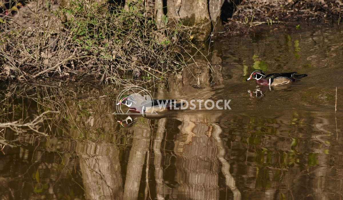 Wood Ducks Tim Thompson These wood ducks found a peaceful stretch of water to spend the evening on in Vernon, Alabama.