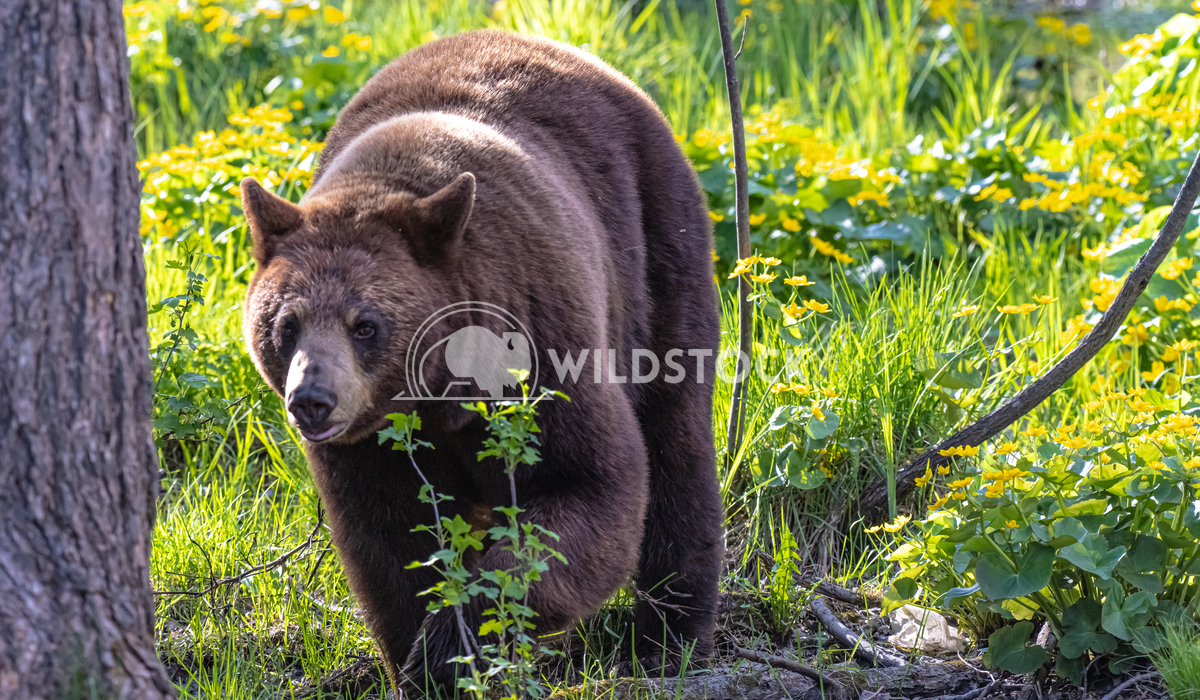 Sow in the Cowslips Gordon Lindgren A brown phase black bear emerging from a creek bed full of cowslips in late afternoo