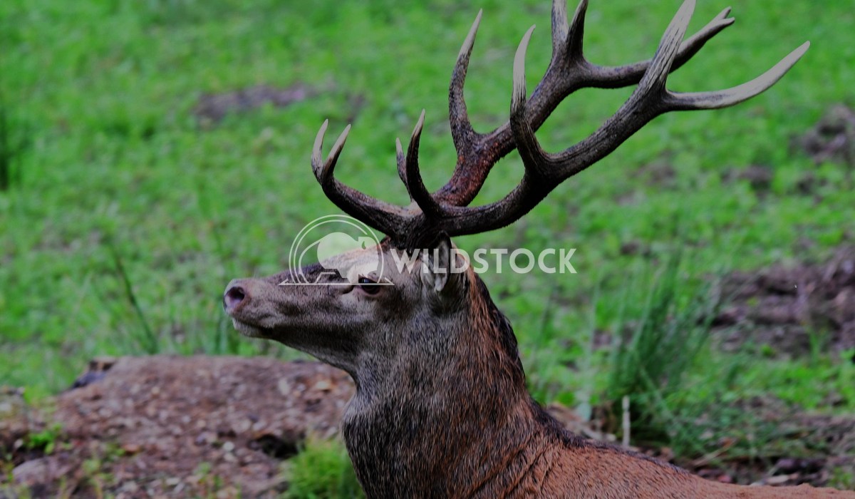 Deer Jonas Brandenburger Reddeer
