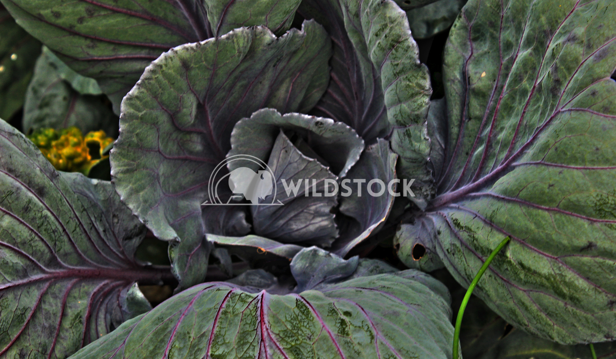Cabbage flower HDR  Abbie Jarvis 