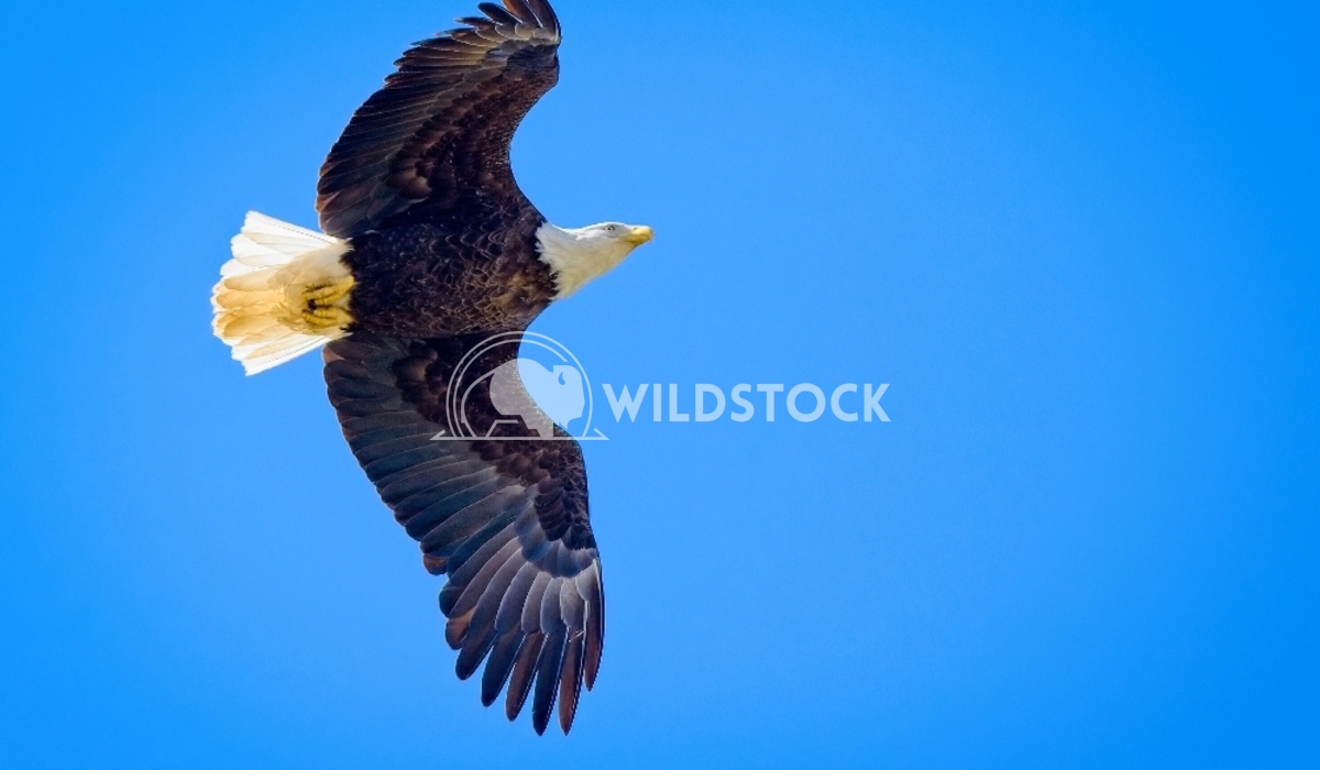 Bald Eagle In Flight Tim Thompson A Bald Eagle soars over a river in search of food.