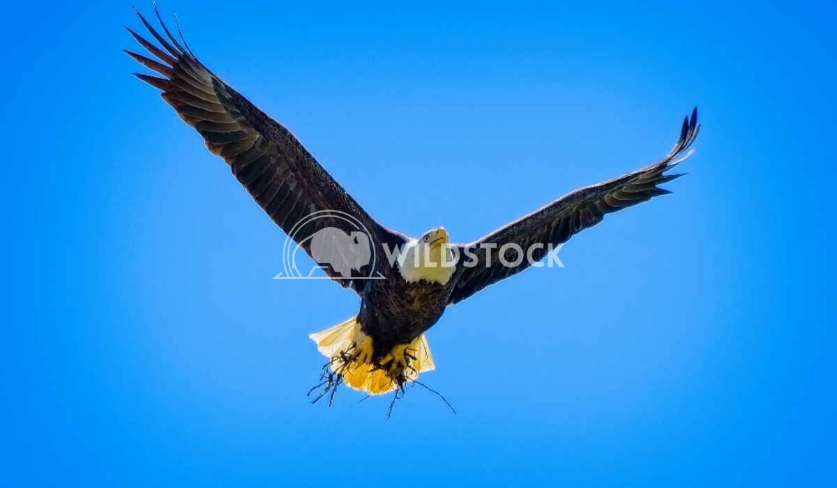 Bald Eagle In Flight 2 Tim Thompson A Bald Eagle heads back to the nest with more material to fill it out.