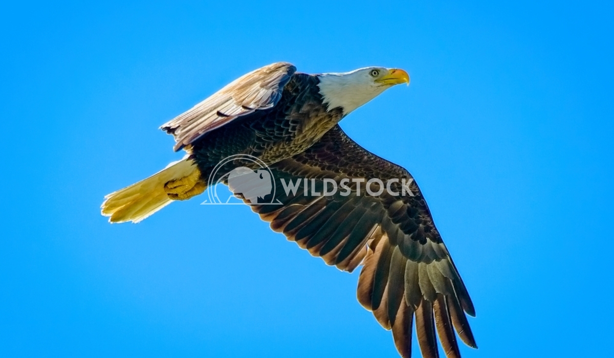 Soaring Eagle Tim Thompson Against a clear blue sky, a Bald Eagle soars over a river in Mississippi.