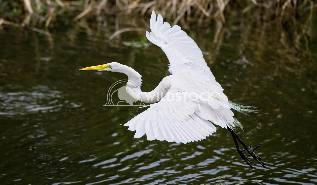 Snowy Egret Taking Off Tim Thompson A Snowy Egret takes off from Bluff Lake in Mississippi. 
