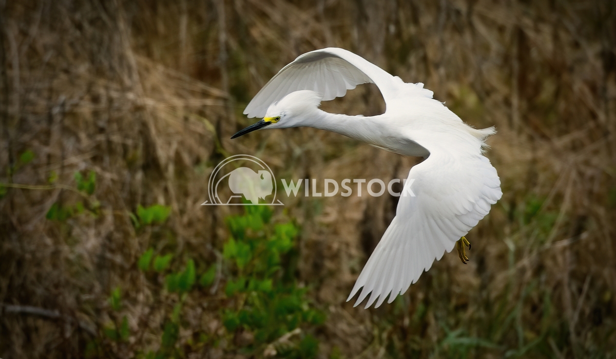 Snowy Egret In Flight Tim Thompson A Snowy Egret comes in for a landing at Bluff Lake in Mississippi. 
