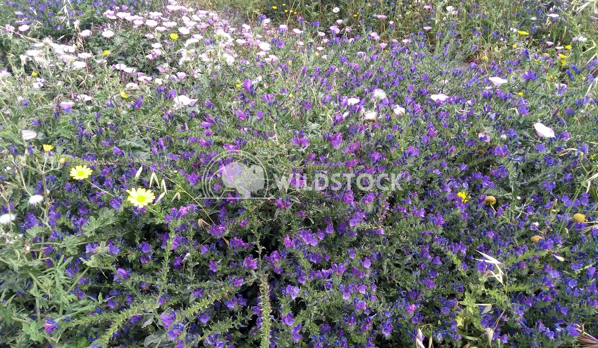 Bee Paradise   