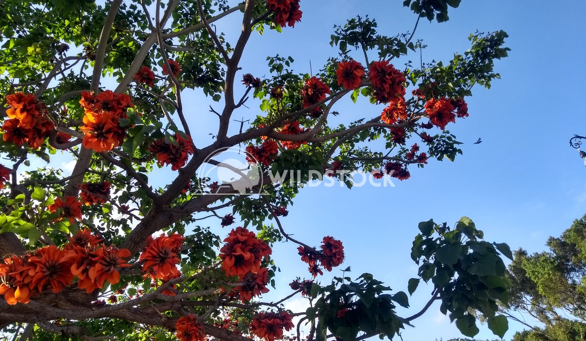 Branches to Sky   
