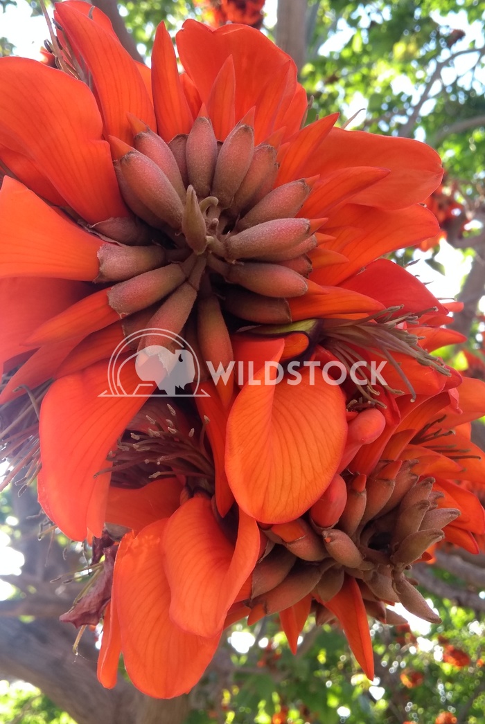 Red Flower   