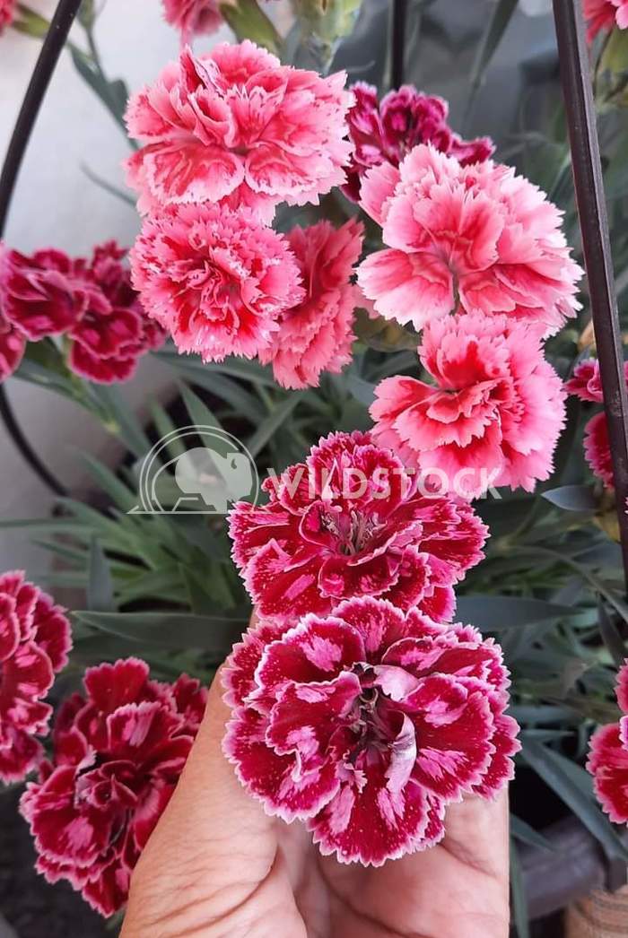 Flower for special day :) Mirnesa Becirodobasic 