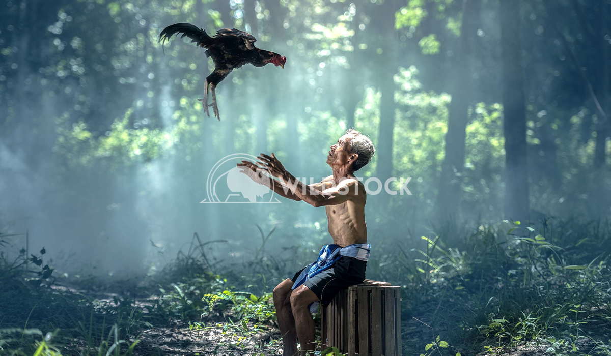 lovely old men  nyi nyi old men and animal