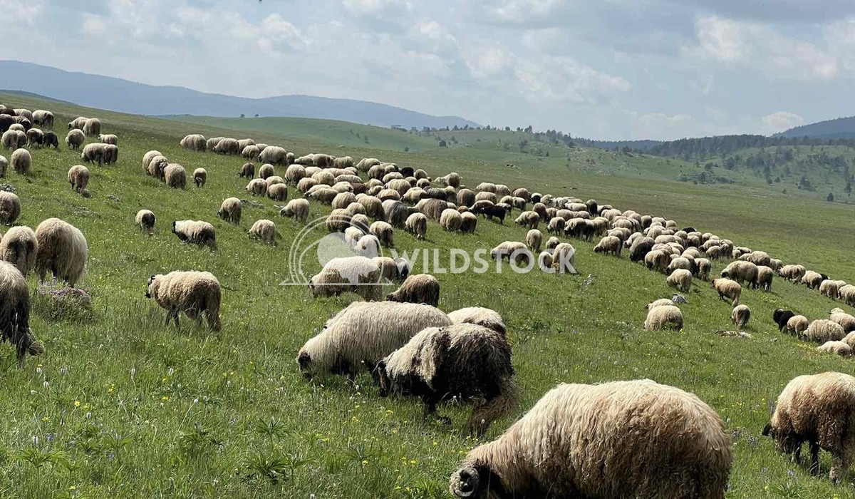 Sheeps Bosnia Sandžak Bob 