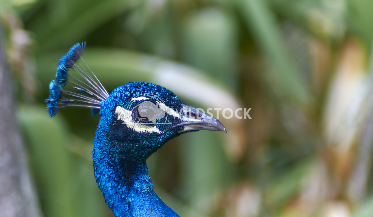 Portrait of a peacock in profile German Suarez Portrait of a peacock in profile. The color is blue, the background is ou