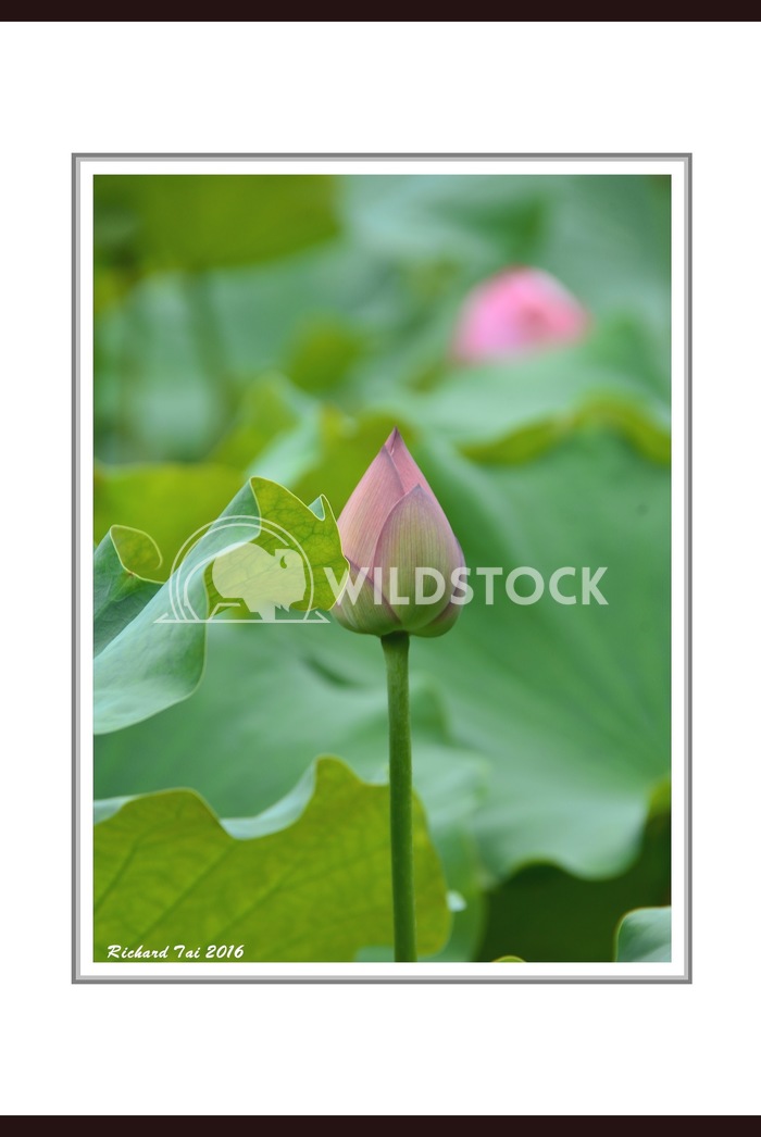 Lotus flower 白照 黑