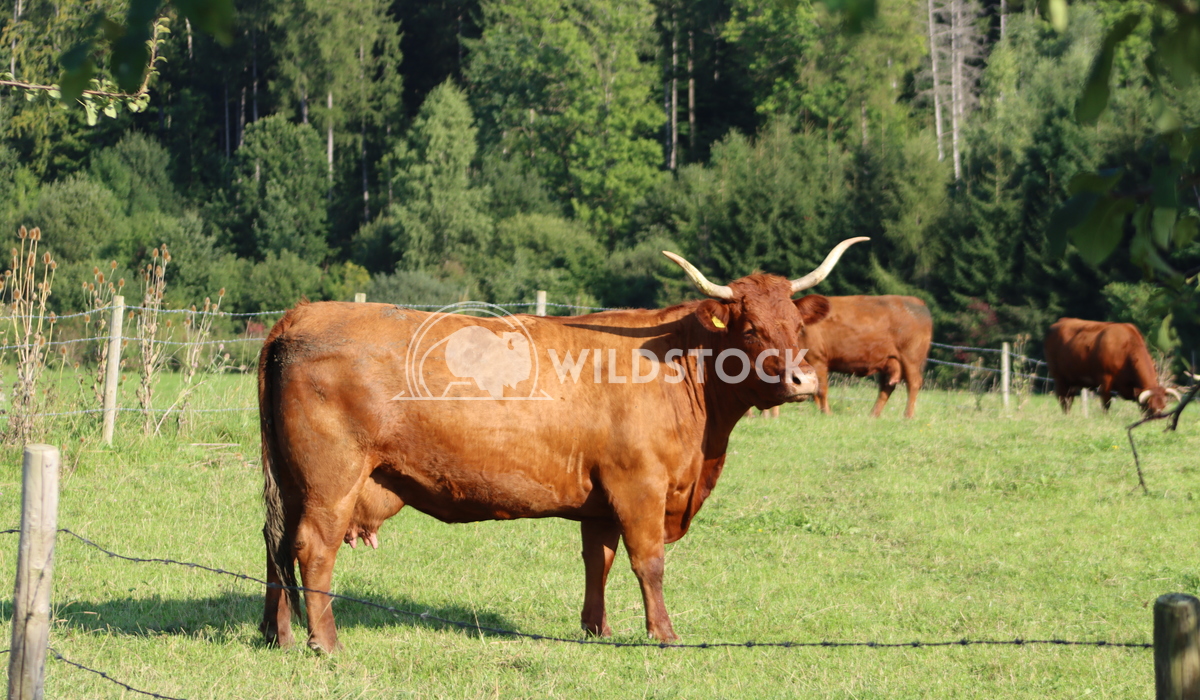 Topmodel on a field Alexandra Joseph a funny cow who plays topmodel