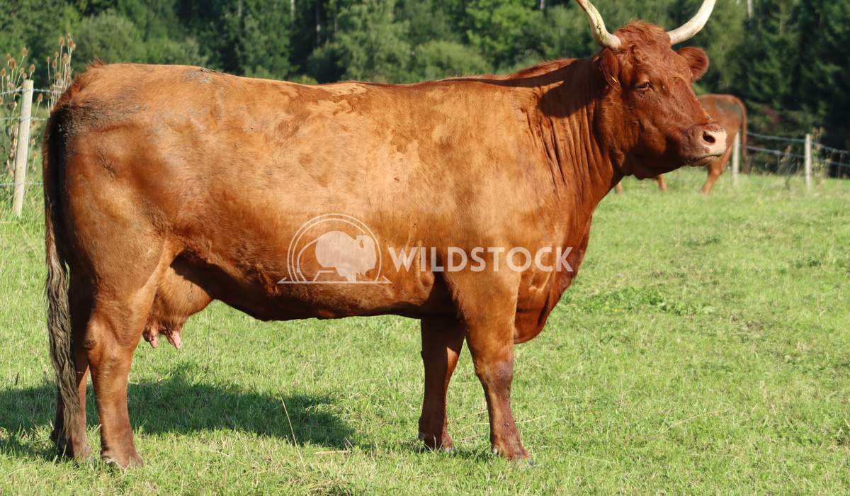 a funny cow Alexandra Joseph a cow that haves fun as a model