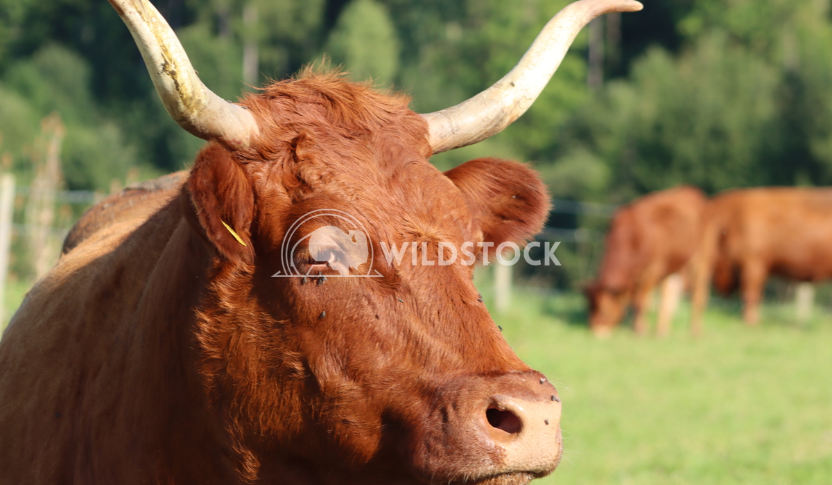 portrait of a animal Alexandra Joseph nice cow plays with the camera