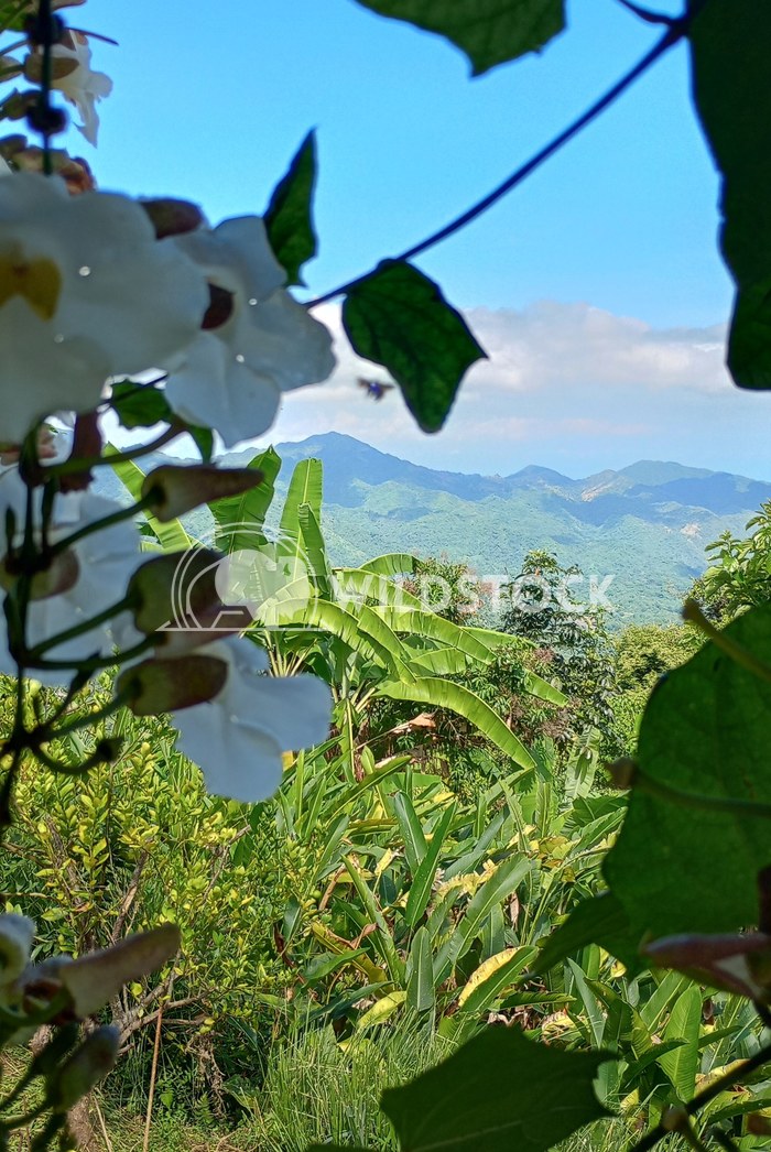 Verde Vista Ty Shealy Spectacular view of the Colombian countryside