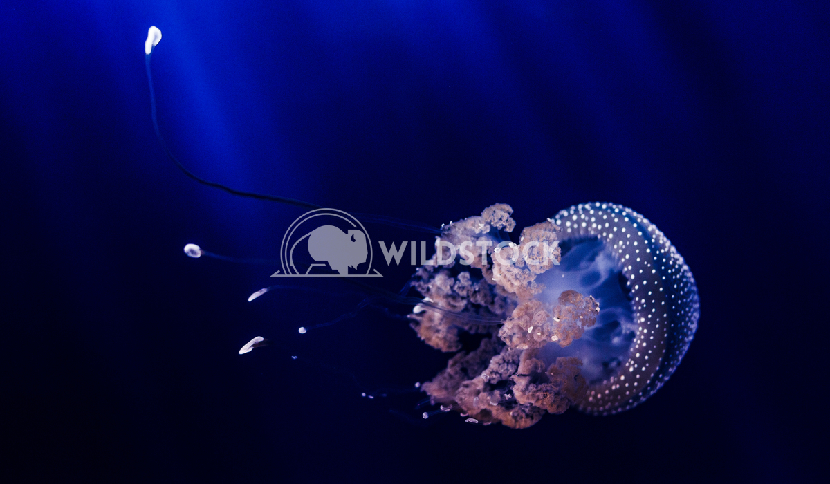 Jellyfish in the blue Vincentiu Solomon Jellyfish under blue water.