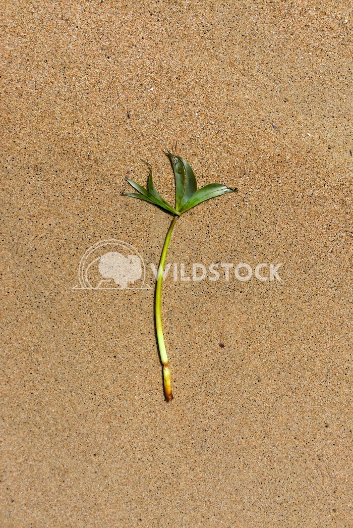 Sea Grass,  Costa de Careyes, Mexico Devon Chivvis 